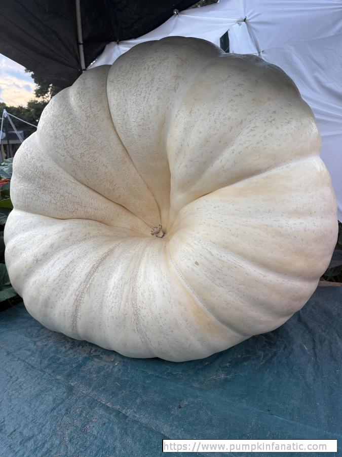 978 Berg 2025